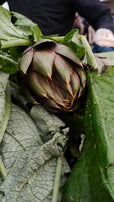 OFFERTA 12 CARCIOFI € 10