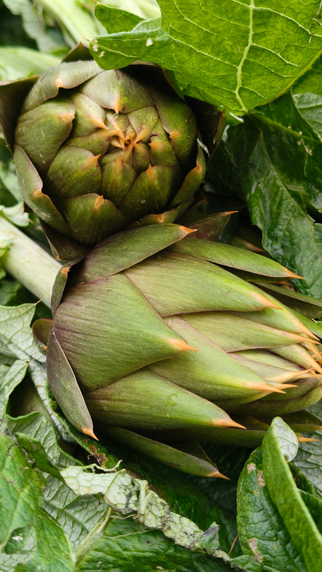 OFFERTA 12 CARCIOFI € 10
