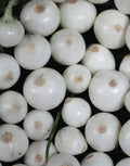 Cipolle Fresche