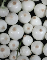 Cipolle Fresche